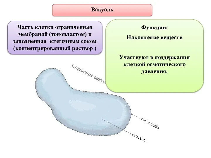 Вакуоль Часть клетки ограниченная мембраной (тонопластом) и заполненная клеточным соком (концентрированный раствор