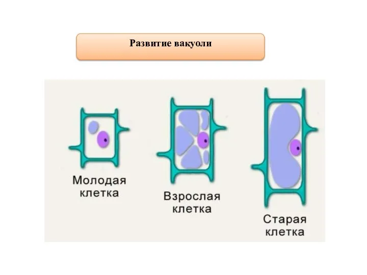 Развитие вакуоли