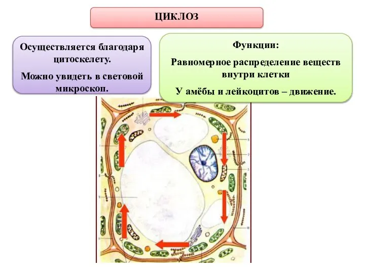 ЦИКЛОЗ Функции: Равномерное распределение веществ внутри клетки У амёбы и лейкоцитов –