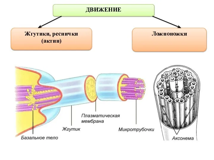 ДВИЖЕНИЕ Ложноножки Жгутики, реснички (актин)