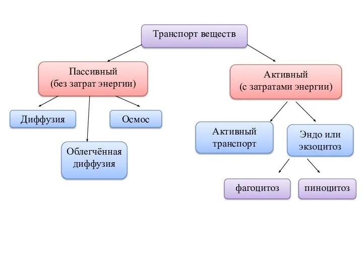 Транспорт веществ Пассивный (без затрат энергии) Активный (с затратами энергии) Диффузия Осмос