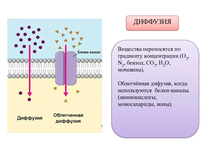 ДИФФУЗИЯ Вещества переносятся по градиенту концентрации (O2, N2, бензол, CO2, H2O, мочевина).