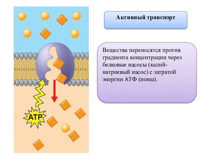 Активный транспорт Вещества переносятся против градиента концентрации через белковые насосы (калий-натриевый насос)