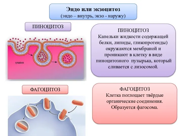 Эндо или экзоцитоз (эндо – внутрь, экзо - наружу) ПИНОЦИТОЗ ПИНОЦИТОЗ Капельки