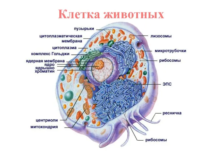 Клетка животных