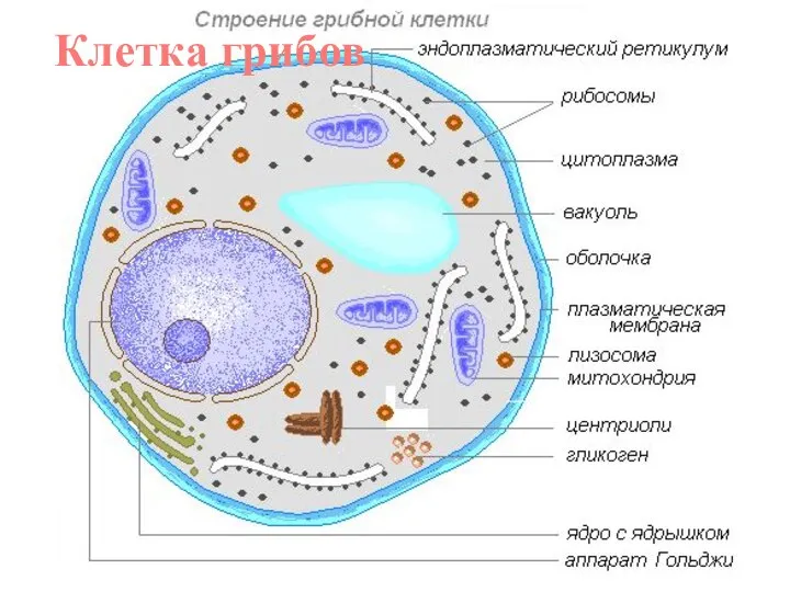 Клетка грибов