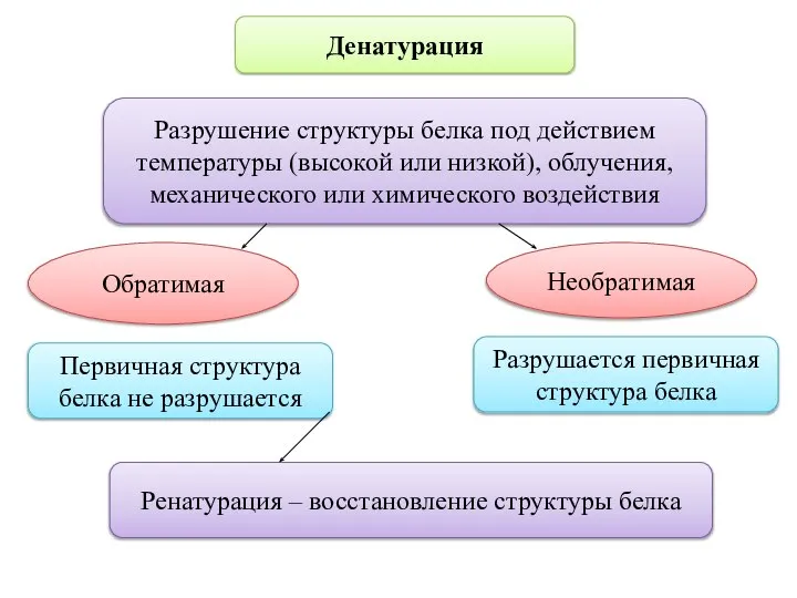 Денатурация Разрушение структуры белка под действием температуры (высокой или низкой), облучения, механического