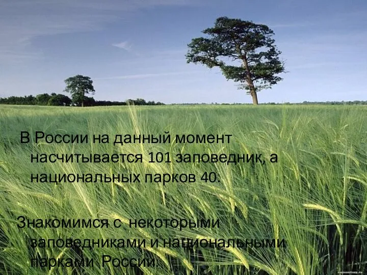 В России на данный момент насчитывается 101 заповедник, а национальных парков 40.