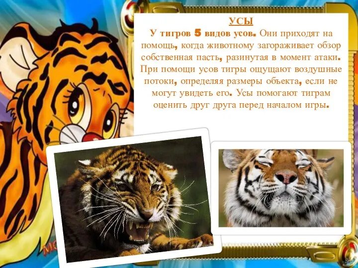 УСЫ У тигров 5 видов усов. Они приходят на помощь, когда животному
