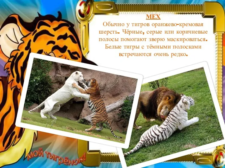 МЕХ Обычно у тигров оранжево-кремовая шерсть. Чёрные, серые или коричневые полосы помогают