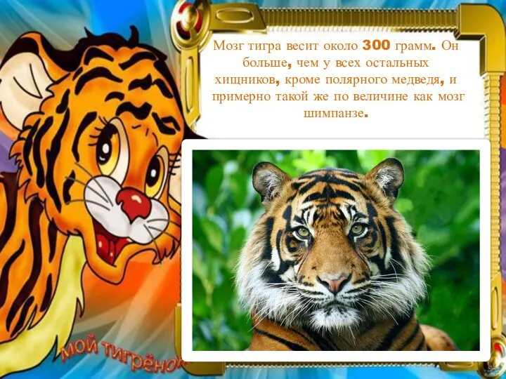 Мозг тигра весит около 300 грамм. Он больше, чем у всех остальных