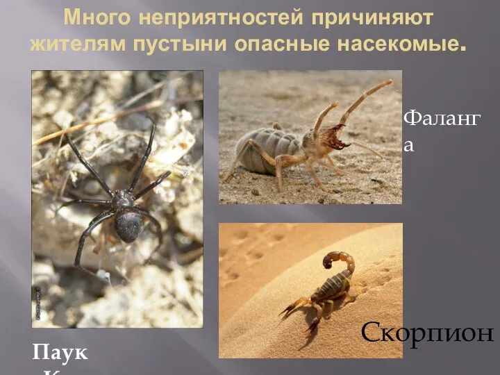 Много неприятностей причиняют жителям пустыни опасные насекомые. Паук «Каракурт» Фаланга Скорпион