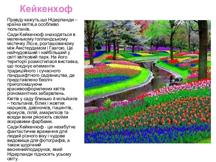 Кейкенхоф Правду кажуть,що Нідерланди – країна квітів,а особливо тюльпанів. Сади Кейкенхоф знаходяться