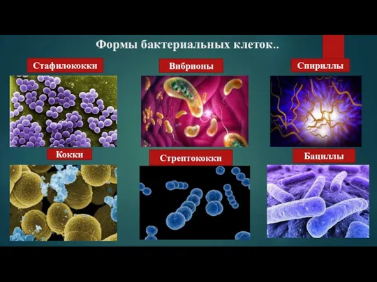 Формы бактериальных клеток.. Стафилококки Стрептококки Вибрионы Спириллы Кокки Бациллы