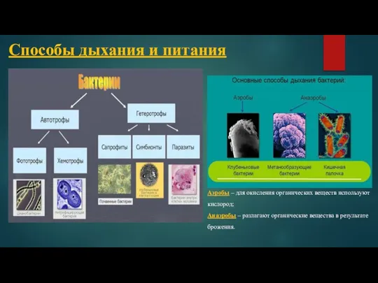 Способы дыхания и питания Аэробы – для окисления органических веществ используют кислород;