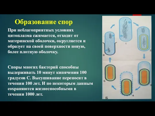 Образование спор При неблагоприятных условиях цитоплазма сжимается, отходит от материнской оболочки, округляется