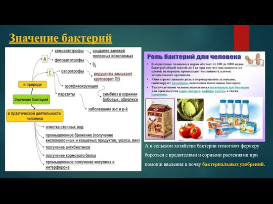 Значение бактерий А в сельском хозяйстве бактерии помогают фермеру бороться с вредителями