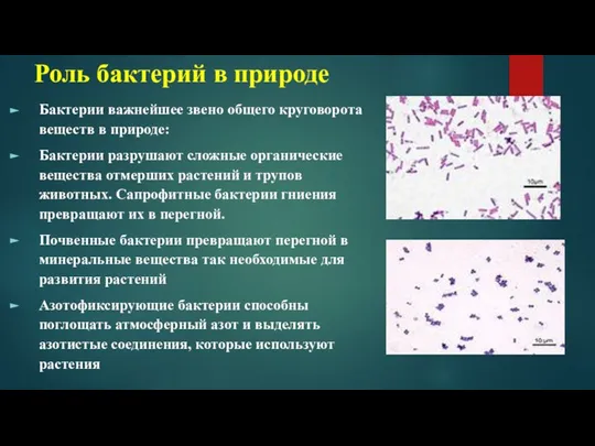 Роль бактерий в природе Бактерии важнейшее звено общего круговорота веществ в природе: