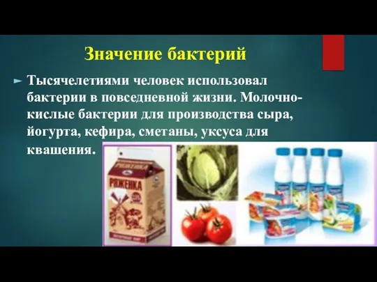 Значение бактерий Тысячелетиями человек использовал бактерии в повседневной жизни. Молочно-кислые бактерии для