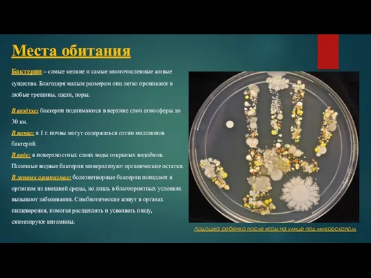 Места обитания Бактерии – самые мелкие и самые многочисленные живые существа. Благодаря