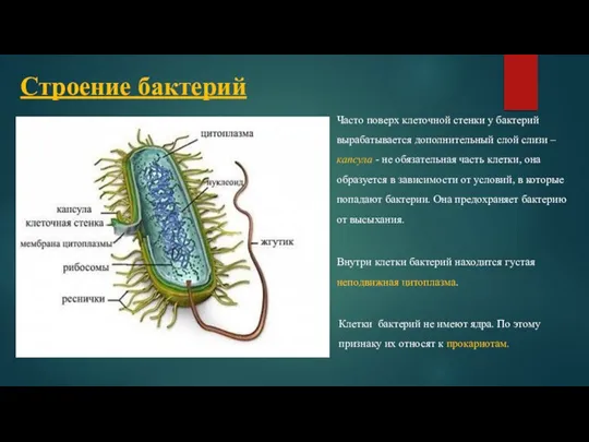 Строение бактерий Часто поверх клеточной стенки у бактерий вырабатывается дополнительный слой слизи