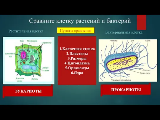 Сравните клетку растений и бактерий Растительная клетка Бактериальная клетка 1.Клеточная стенка 2.Пластиды