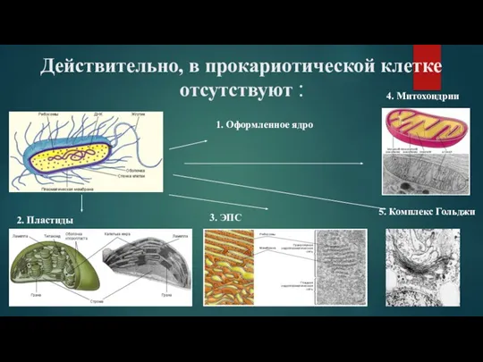 Действительно, в прокариотической клетке отсутствуют : 1. Оформленное ядро 2. Пластиды 3.