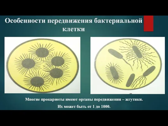 Особенности передвижения бактериальной клетки Многие прокариоты имеют органы передвижения – жгутики. Их