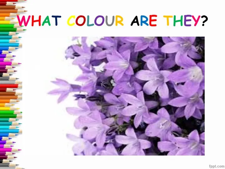 WHAT COLOUR ARE THEY?