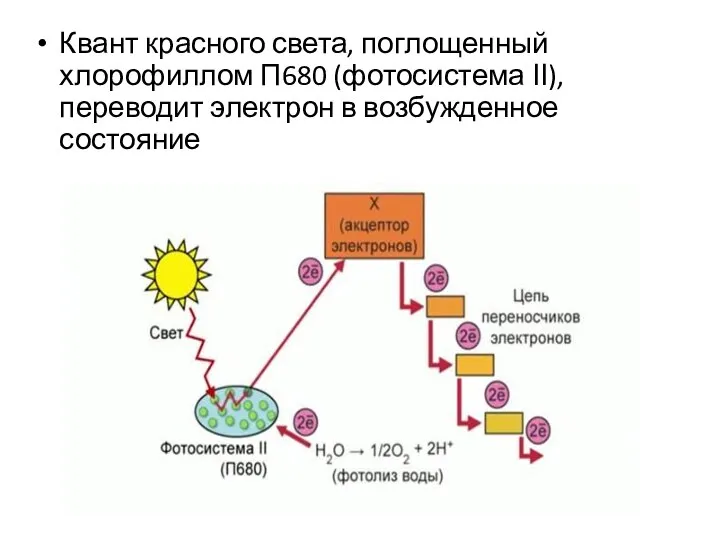 Квант красного света, поглощенный хлорофиллом П680 (фотосистема ІІ), переводит электрон в возбужденное состояние