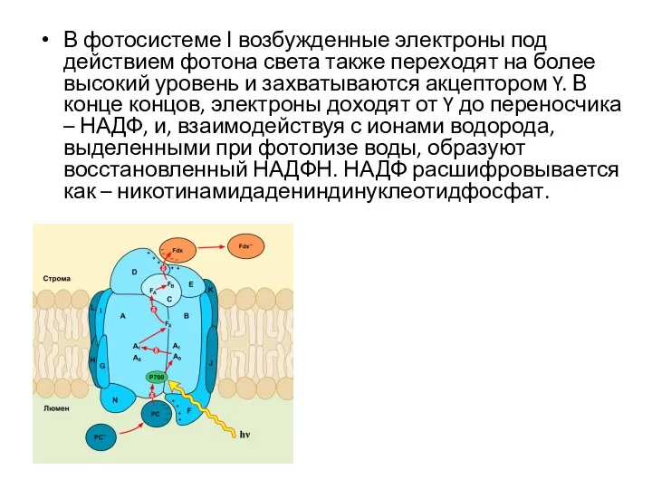 В фотосистеме І возбужденные электроны под действием фотона света также переходят на