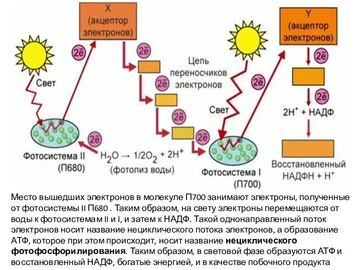 Место вышедших электронов в молекуле П700 занимают электроны, полученные от фотосистемы II