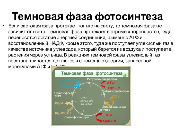 Темновая фаза фотосинтеза Если световая фаза протекает только на свету, то темновая