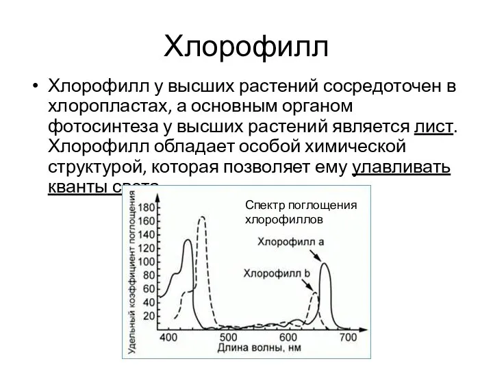 Хлорофилл Хлорофилл у высших растений сосредоточен в хлоропластах, а основным органом фотосинтеза