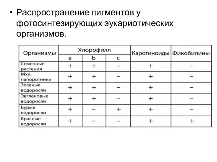 Распространение пигментов у фотосинтезирующих эукариотических организмов.