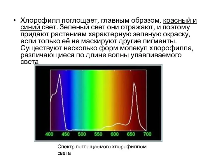 Хлорофилл поглощает, главным образом, красный и синий свет. Зеленый свет они отражают,