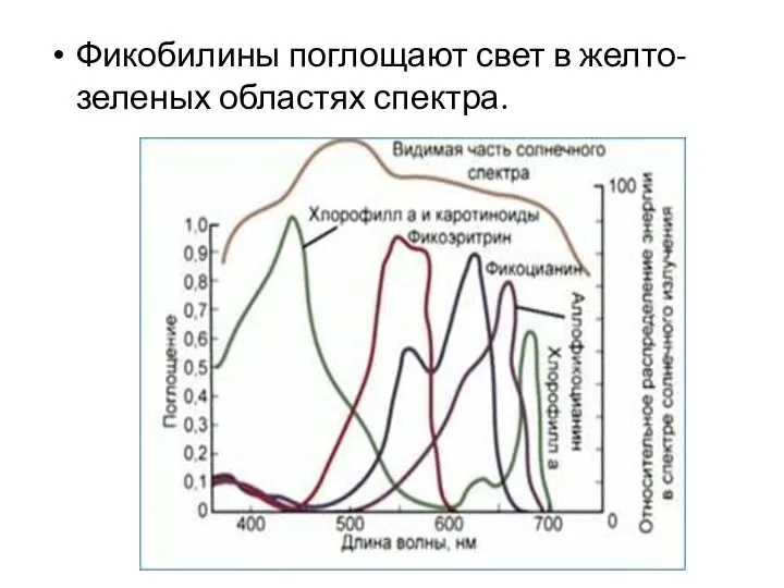 Фикобилины поглощают свет в желто-зеленых областях спектра.