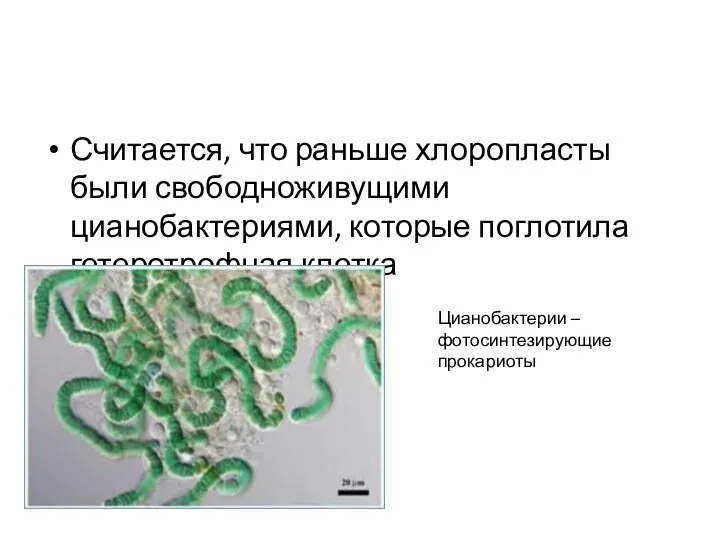 Считается, что раньше хлоропласты были свободноживущими цианобактериями, которые поглотила гетеротрофная клетка Цианобактерии – фотосинтезирующие прокариоты