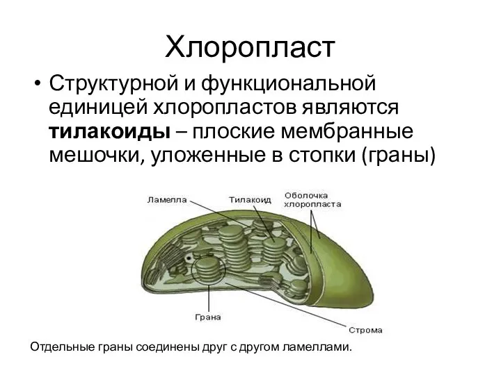 Хлоропласт Структурной и функциональной единицей хлоропластов являются тилакоиды – плоские мембранные мешочки,