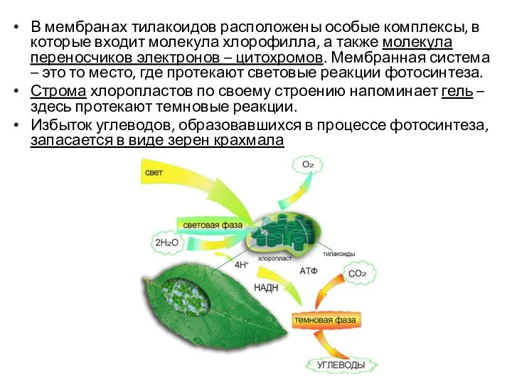 В мембранах тилакоидов расположены особые комплексы, в которые входит молекула хлорофилла, а
