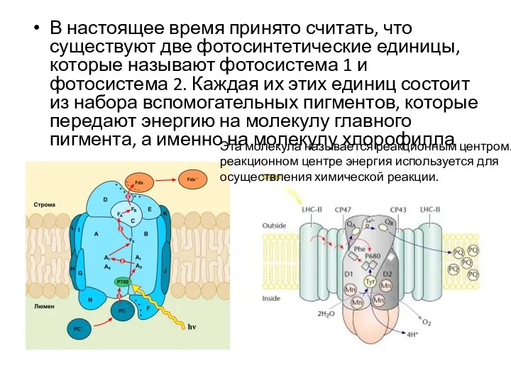 В настоящее время принято считать, что существуют две фотосинтетические единицы, которые называют