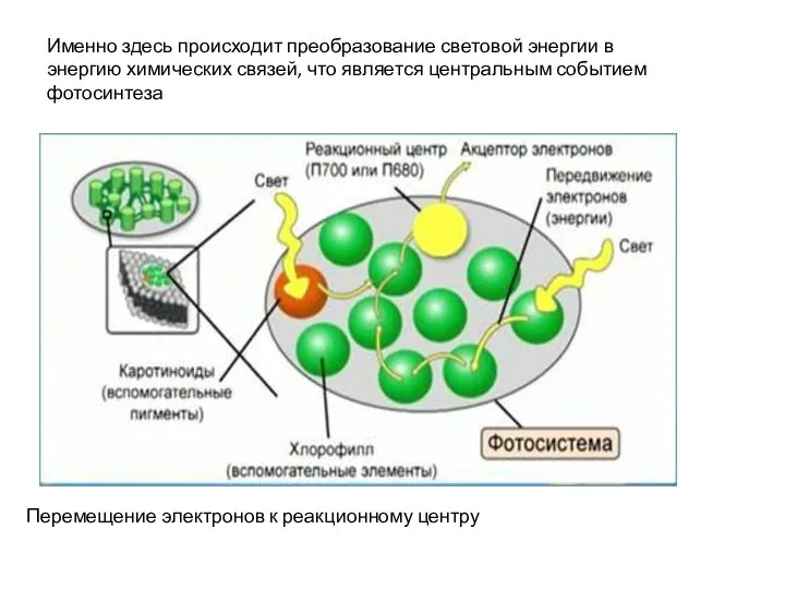 Перемещение электронов к реакционному центру Именно здесь происходит преобразование световой энергии в