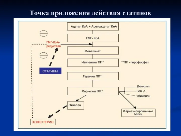 Точка приложения действия статинов