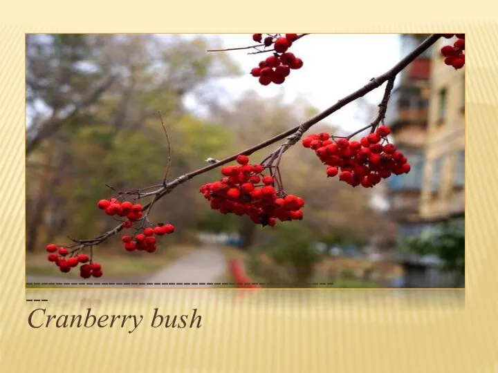 ____________________________________________ Cranberry bush