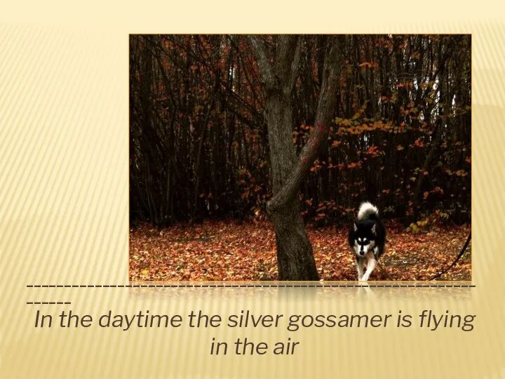 _________________________________________________________________ In the daytime the silver gossamer is flying in the air