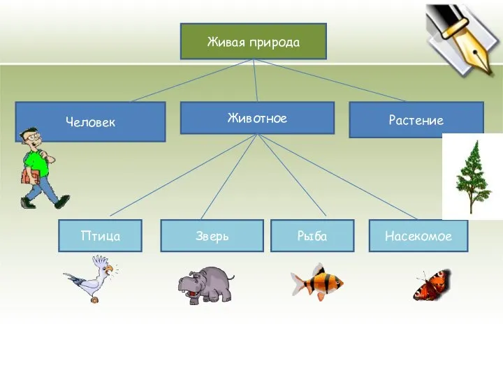 Животное Растение Живая природа Человек Птица Зверь Рыба Насекомое