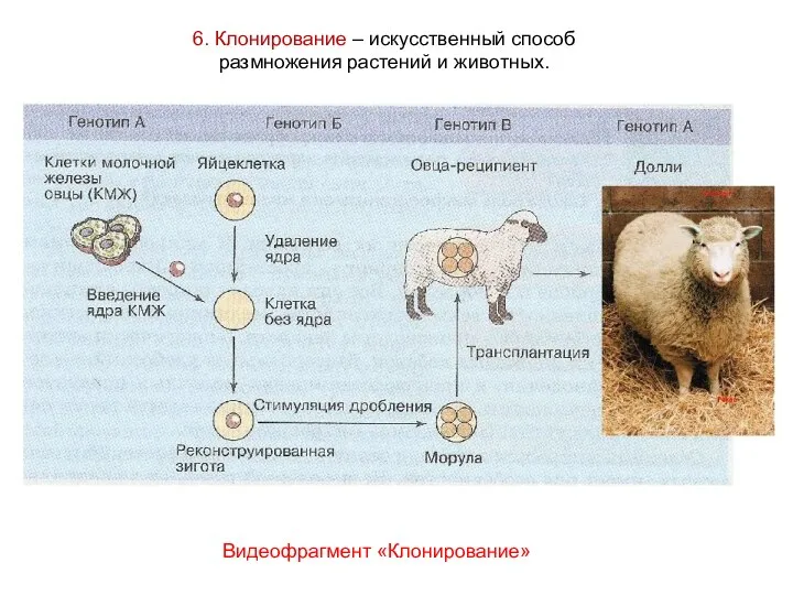 6. Клонирование – искусственный способ размножения растений и животных. Видеофрагмент «Клонирование»