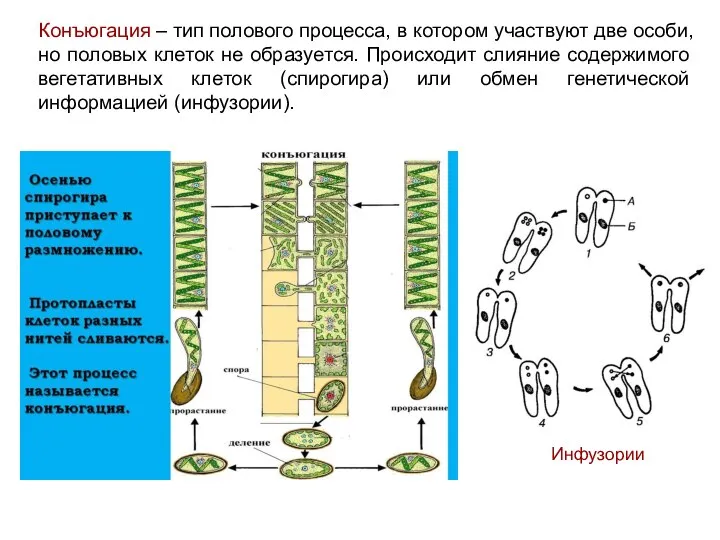 Конъюгация – тип полового процесса, в котором участвуют две особи, но половых