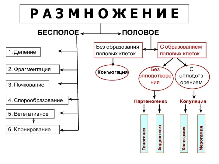 Р А З М Н О Ж Е Н И Е ПОЛОВОЕ