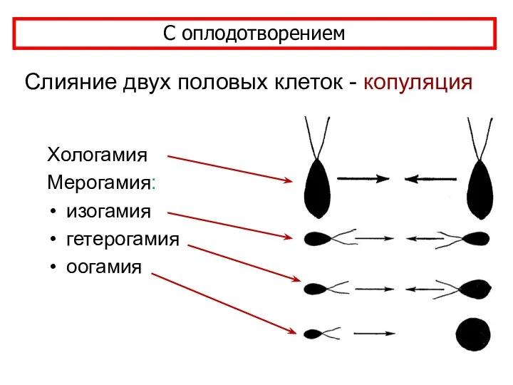 Слияние двух половых клеток - копуляция Хологамия Мерогамия: изогамия гетерогамия оогамия С оплодотворением